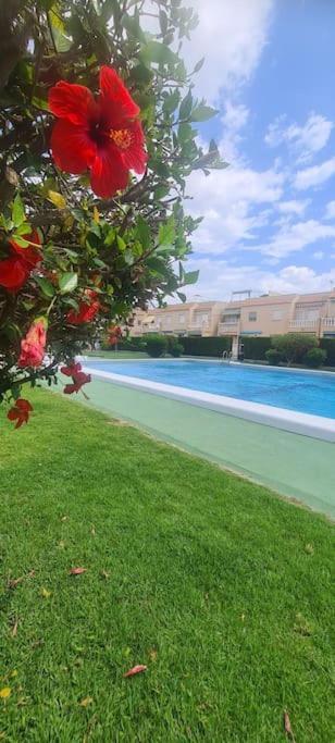 Bungalow Avec Piscine Torrevieja Exterior photo